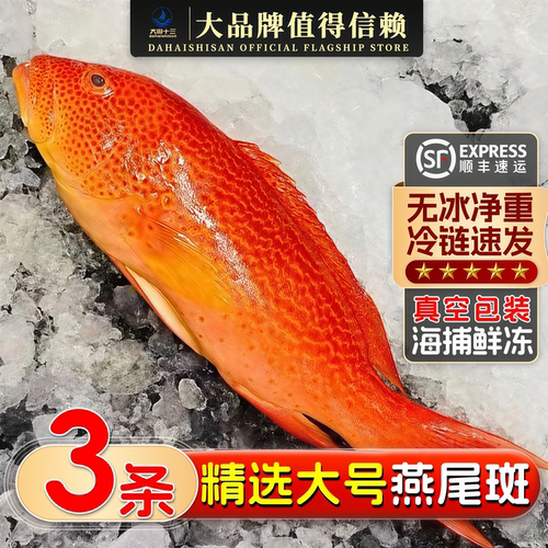 深海鲜冻燕尾斑东星斑鱼石斑鱼新鲜活冷冻海鱼真空包装顺丰包邮