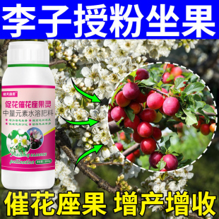 李子催花促花菌剂果树用授粉座果药樱桃葡萄柑橘枇杷枣树李子桃树