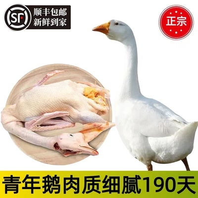 现杀农家散养整只净膛大白鹅带鹅掌鹅翅青年鹅仔鹅土鹅顺丰包邮