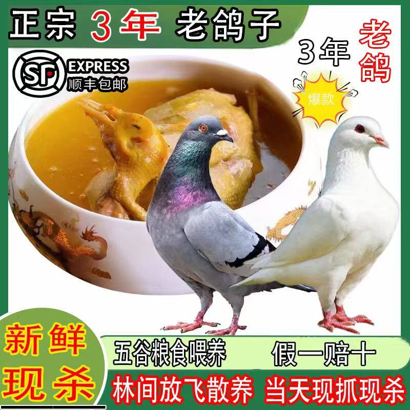 清真农家杂粮散养三年老鸽乳鸽生鲜肉鸽半成品农土鸽子信鸽炖汤