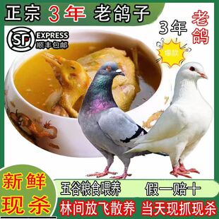 清真农家杂粮散养三年老鸽乳鸽生鲜肉鸽半成品农土鸽子信鸽炖汤