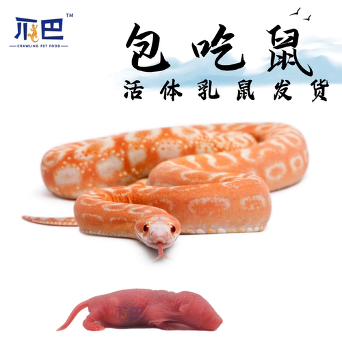 爬牌小白鼠包吃不包活活体乳鼠