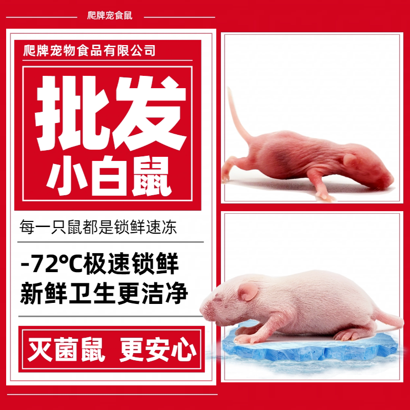 爬牌小白鼠冷冻批发论斤包邮
