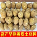 高产黄心大土豆种子脱毒马铃薯苗早熟春秋季 播土豆原种孑籽带芽眼