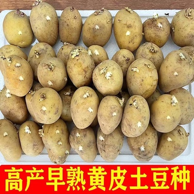 高产黄心大土豆种子脱毒马铃薯苗早熟春秋季播土豆原种孑籽带芽眼