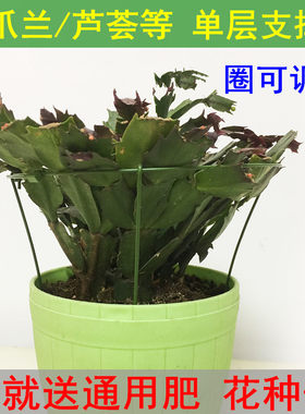 蟹爪兰支架兰花架朱顶红支架芦荟盆栽单层护叶防倒伏蟹甲兰支撑架