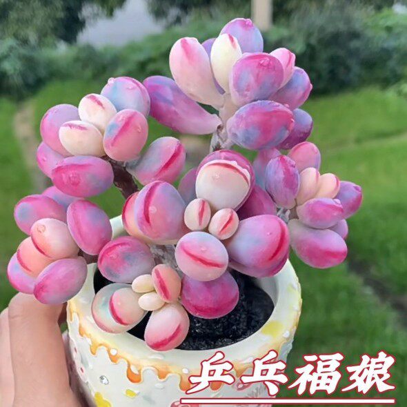 乒乓福娘群生老庄多头多肉植物组合盆栽办公室阳台桌面绿植花卉