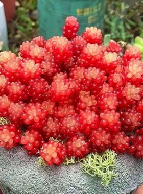 红色浆果多肉植物群生花卉盆栽办公室内多头肉肉易爆盆老桩防辐射