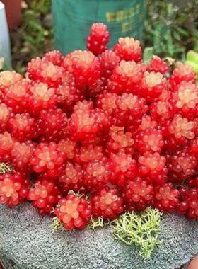 红色浆果多肉植物群生花卉盆栽办公室内多头肉肉易爆盆老桩防辐射