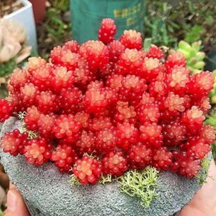 红色浆果多肉植物群生花卉盆栽办公室内多头肉肉易爆盆老桩防辐射