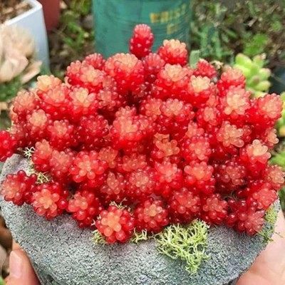 红色浆果多肉植物群生花卉盆栽办公室内多头肉肉易爆盆老桩防辐射