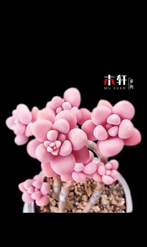 丸叶姬秋丽群生老桩多头绿植花卉盆栽易爆头小老桩