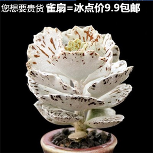 【扇雀】雀扇伽蓝菜属多肉植物防辐射萌肉肉植物花卉盆栽
