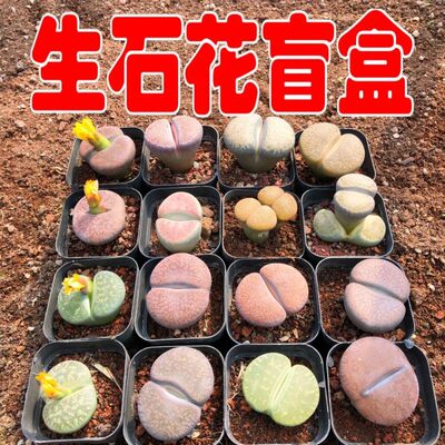 【超大颗屁屁花】生石花多肉植物番杏科带盆栽好母本新手好养包邮