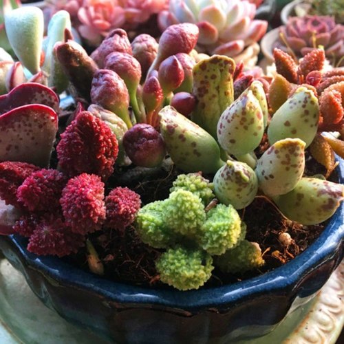 海豹水泡 多肉植物 四季美观新手肉肉超萌肉肉 室内花卉 组合盆栽