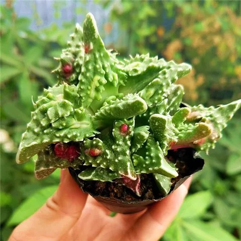最丑多肉植物系列【红怒涛+花盆+土】红怒涛5cm 多肉办公室防辐射