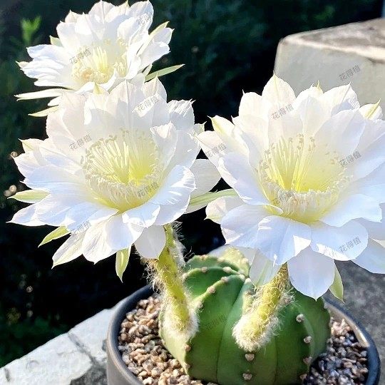 【粉花短毛丸】仙人球仙人掌多肉植物室内阳台花卉盆栽植物,鲜花速递/花卉仿真/绿植园艺,多肉植物,淘宝优惠券,粉丝福利购,淘宝优惠卷