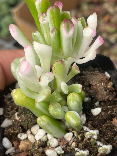 吸财树白覆伦锦多肉吸财树白锦植物绿植好养盆栽花卉室内组合