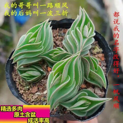 【一帆风顺5课带盆栽好发货】一帆风顺盆栽多肉植物奇趣旺财植物