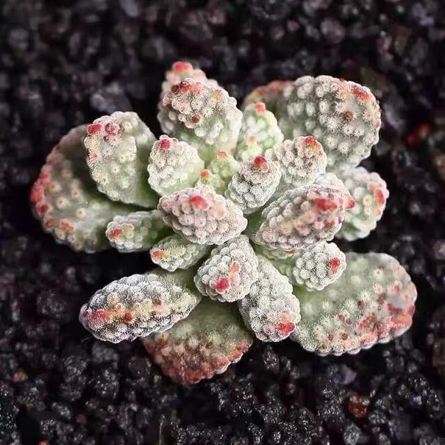 火星兔子多肉植物组合盆栽室内绿植创意花卉进口稀有爱心水泡海豹