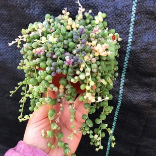 佛珠吊兰紫玄月情人泪阳台垂吊多肉植物珍珠吊兰小盆栽四季好养活