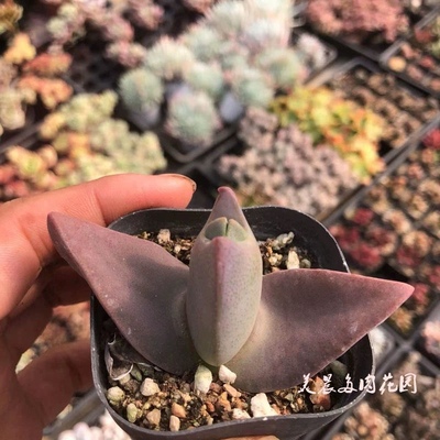 多肉植物翔凤玉花卉绿植盆栽创意生活新手套餐阳台可爱萌