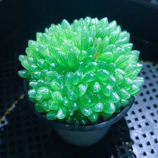 多头蝉翼玉露多肉植物罕见十二卷含盆发货叶子像蝉的翅膀玉露