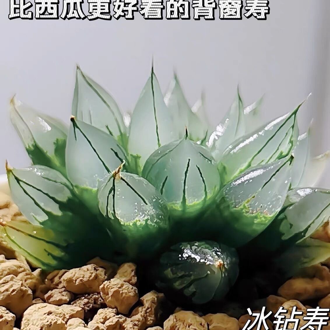 西亚基寿 大卫x冰城 冰钻寿西亚基寿十二卷都肉植物阳台趣味盆栽 - 实物图