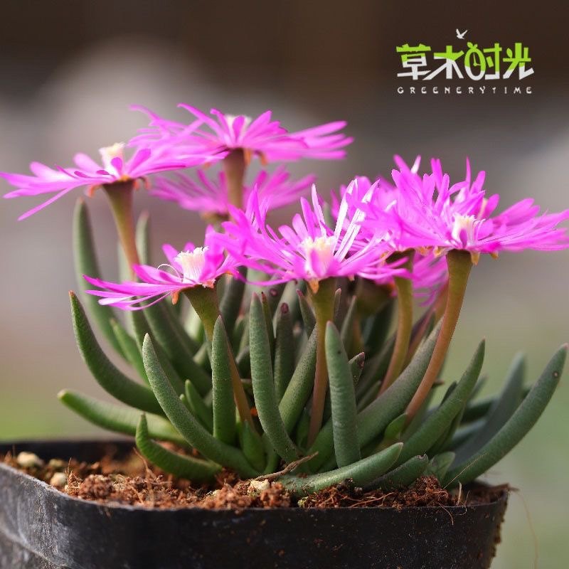 短叶美杜莎 Marlothistella uniondalensis 稀有开花多肉植物盆景