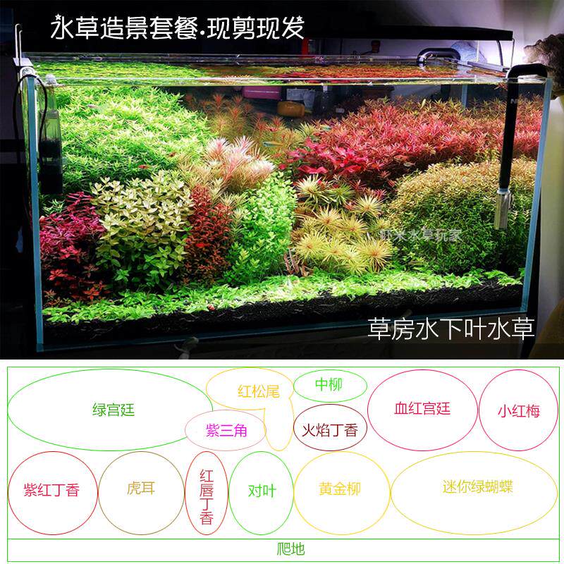 荷兰景水草套餐开缸草缸桌面鱼缸造景阴性爬地前景新手好养宫廷