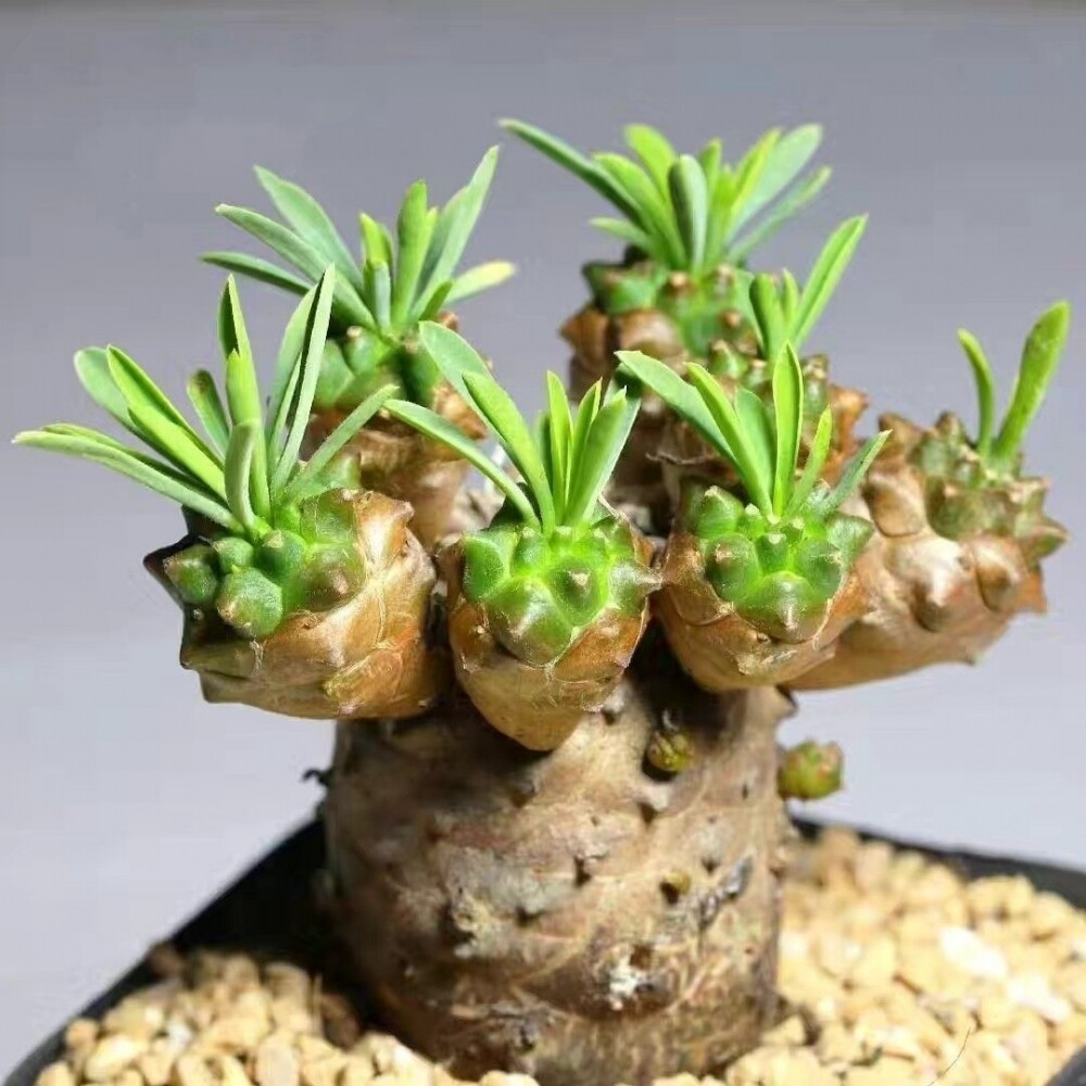 峨眉山多肉盆栽植物室内稀有多肉植物小盆栽菠萝块跟老桩多肉好养