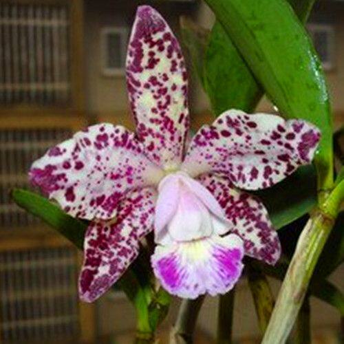 网红懒人卡特兰基地石斛花卉大花浓香兰花洋兰盆栽苗不带花苞