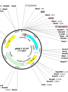 荧光蛋白 原核表达质粒pRSET-ECFP/ pRSETB-mTurquoise2等