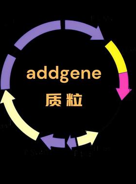 35S:RUBY Plasmid:#160908 addgene质粒开票包邮