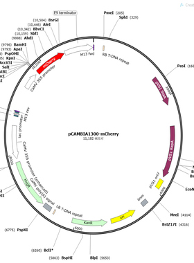 pCAMBIA1300-EGFP-MCS+pCAMBIA1300-mcherry 植物过表达质粒