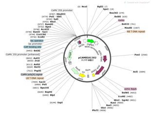 pCAMBIA1302质粒绿色荧光植物蛋白表达
