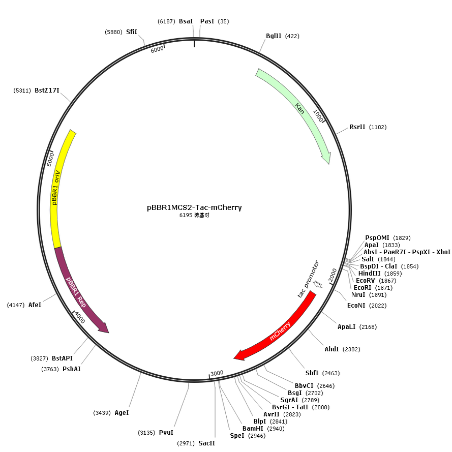 pBBR1MCS2-Tac-mCherry