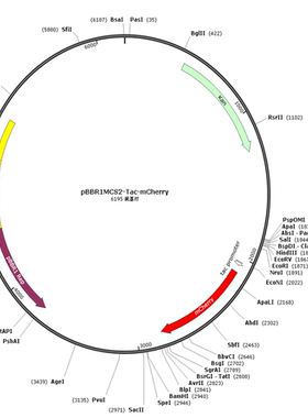 pBBR1MCS2-Tac-mCherry, 广宿主红色荧光蛋白表达质粒
