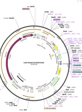 Lenti-dCas9-TurboID-blast