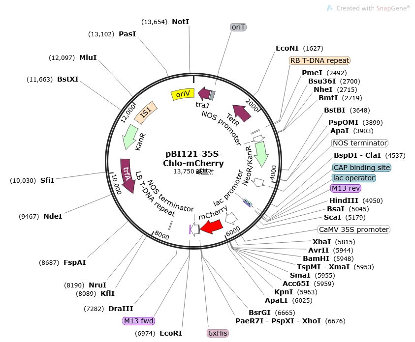 pbi121-35s-chlo-egfp植物叶绿体亚细胞定位质粒正品包邮可开票