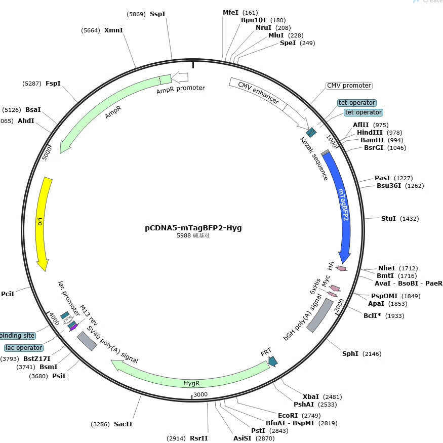 pET28a-TagBFP/6xHis-TagBFP-MCS大肠杆菌表达，蓝色荧光蛋白