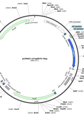 pET28a-TagBFP/6xHis-TagBFP-MCS大肠杆菌表达，蓝色荧光蛋白