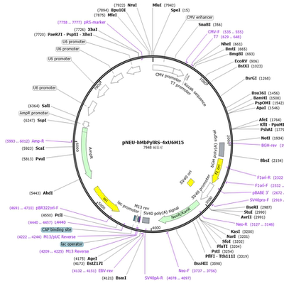 pNEU-hMbPylRS-4xU6M15  非天然氨基酸引入质粒