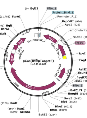 pTargetF  pCas 大肠杆菌载体 基因编辑质粒 基因敲除 配套使用