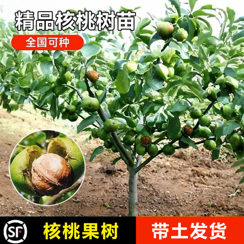 嫁接核桃树苗果树苗南北方种植山核桃苗8518地栽薄壳纸皮当年结果