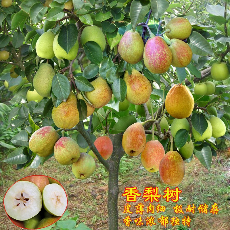 梨树果苗盆栽地栽当年结果