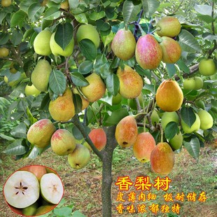 大梨树果苗带土秋月梨翠冠梨子苗盆地栽当年结果南方北方种植果树