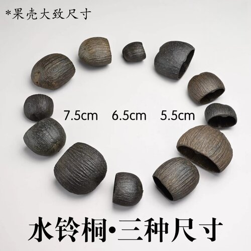 水铃桐salin进口果壳风铃DIY材料