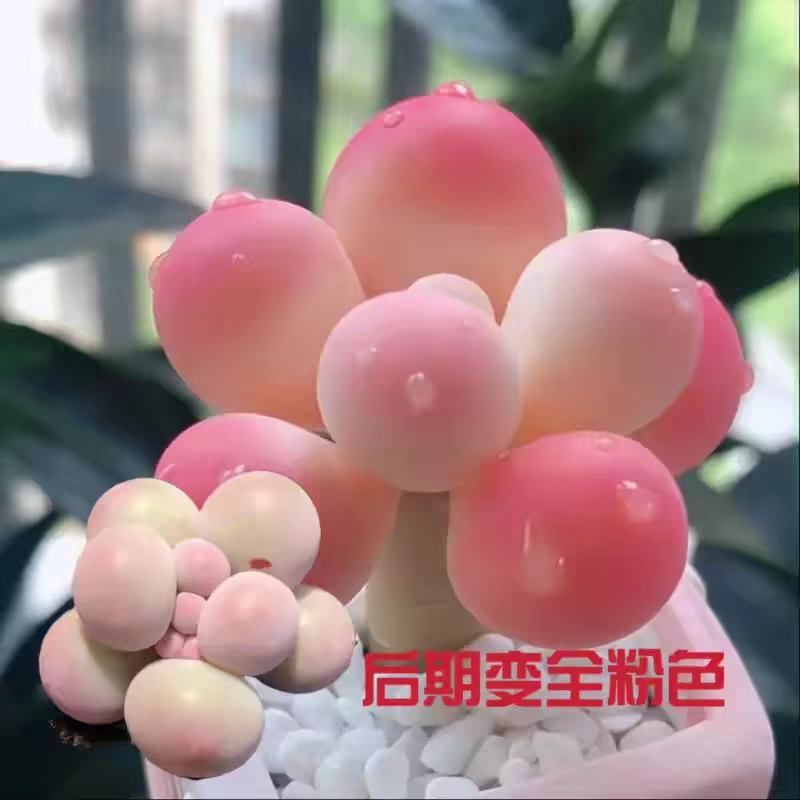 汤圆奶酪韩国进口粉色桃蛋多肉植多肉植物