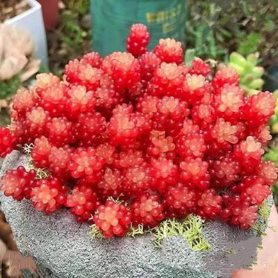 红浆果多肉植物多头群生小老桩肉肉植物盆栽含盆